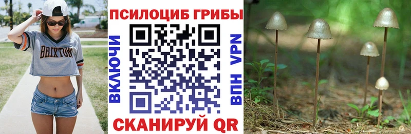 Купить закладки  Михайловск  Галлюциногенные грибы GOLDEN TEACHER 